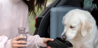 ¿Qué hacer con tus mascotas en altas temperaturas Recomendaciones para evitar golpes de calor