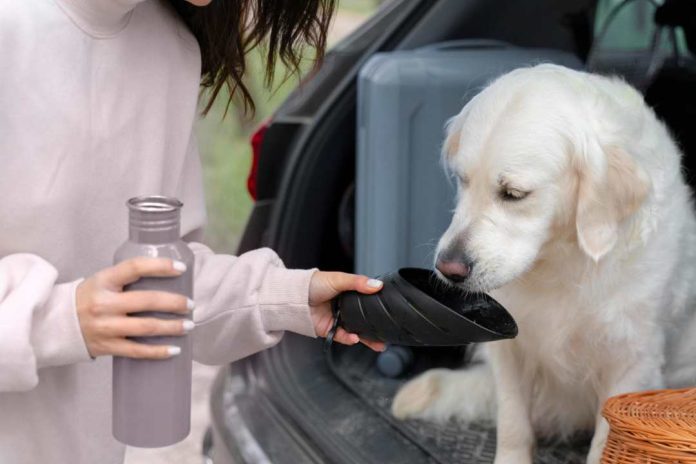 ¿Qué hacer con tus mascotas en altas temperaturas Recomendaciones para evitar golpes de calor