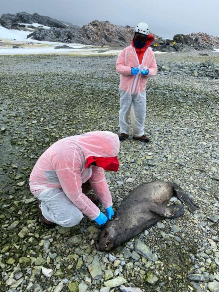 Plan de Vigilancia en la Antártida liderado por Chile: Detectan Influenza Aviar Altamente Patogénica en la Región