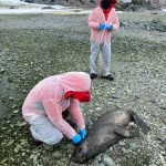 Plan de Vigilancia en la Antártida liderado por Chile: Detectan Influenza Aviar Altamente Patogénica en la Región