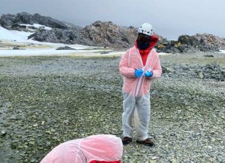 Plan de Vigilancia en la Antártida liderado por Chile: Detectan Influenza Aviar Altamente Patogénica en la Región