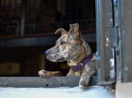 Descuido de mascotas durante las vacaciones: conoce las sanciones que se arriesgan Descuido de mascotas durante las vacaciones: conoce las sanciones que se arriesgan