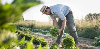 Especialista advirtió los riesgos de la exposición solar en faenas agrícolas