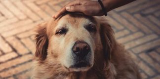 Nueva ola de calor se avecina este fin de semana: ¿Qué cuidados debemos tener con las mascotas senior?