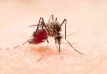 Dengue: ¿Cuáles son los síntomas tras la picadura del mosquito transmisor?