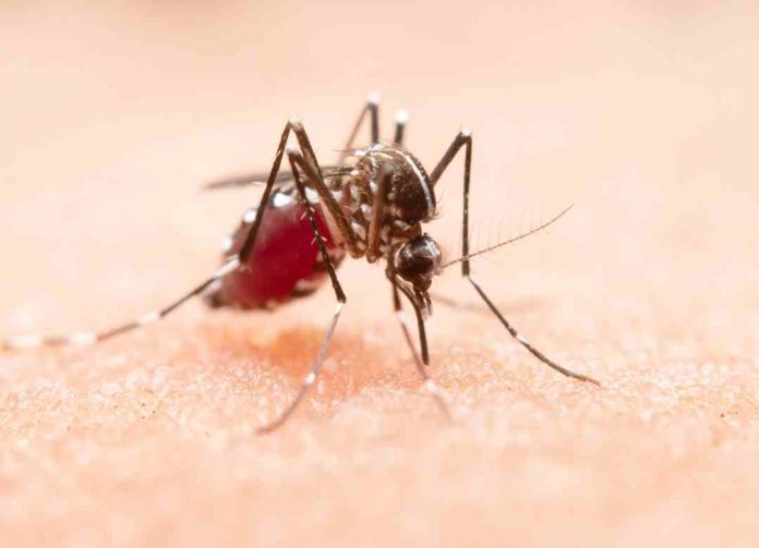 Dengue: ¿Cuáles son los síntomas tras la picadura del mosquito transmisor?