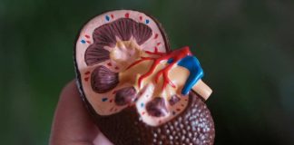 Día Mundial del Riñón: ¿Cómo prevenir la enfermedad renal antes de que sea demasiado tarde?