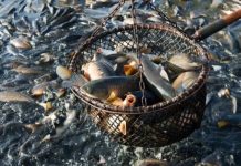 Jornada Mundial por el Fin de la Pesca 2025: Evidencia científica sobre la sintiencia de los animales acuáticos