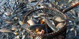 Jornada Mundial por el Fin de la Pesca 2025: Evidencia científica sobre la sintiencia de los animales acuáticos