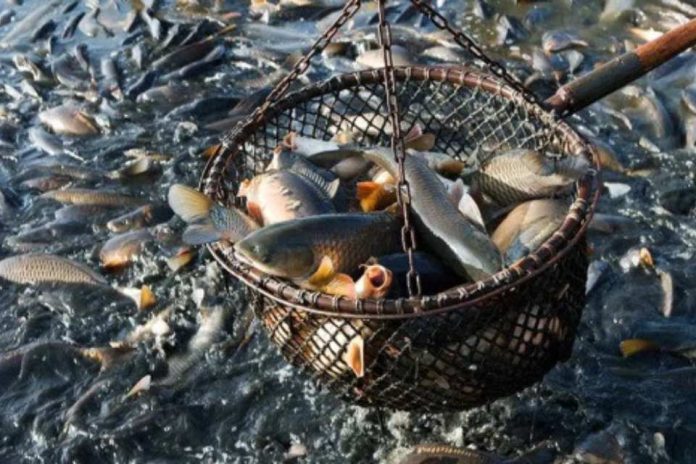 Jornada Mundial por el Fin de la Pesca 2025: Evidencia científica sobre la sintiencia de los animales acuáticos