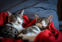 Vetesoft lanza MIAUV, la IA que revoluciona el diagnóstico veterinario Vetesoft lanza MIAUV, la IA que revoluciona el diagnóstico veterinario