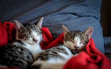 Vetesoft lanza MIAUV, la IA que revoluciona el diagnóstico veterinario Vetesoft lanza MIAUV, la IA que revoluciona el diagnóstico veterinario