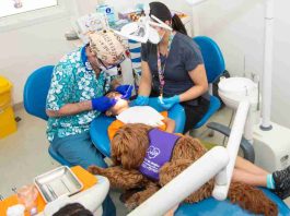 Ansiedad de niños frente a procedimientos dentales disminuye un 65% gracias a perros de asistencia Ansiedad de niños frente a procedimientos dentales disminuye un 65% gracias a perros de asistencia