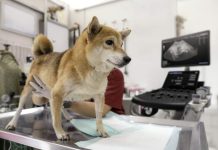 Cómo la ecografía veterinaria aumenta la eficiencia y eficacia de la consulta ayudando a salvar la vida de las mascotas Cómo la ecografía veterinaria aumenta la eficiencia y eficacia de la consulta ayudando a salvar la vida de las mascotas