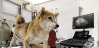 Cómo la ecografía veterinaria aumenta la eficiencia y eficacia de la consulta ayudando a salvar la vida de las mascotas