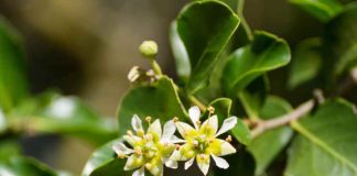 Desert King y VFI desarrollan nuevo adyuvante basado en Quillay chileno para vacunas más accesibles y efectivas