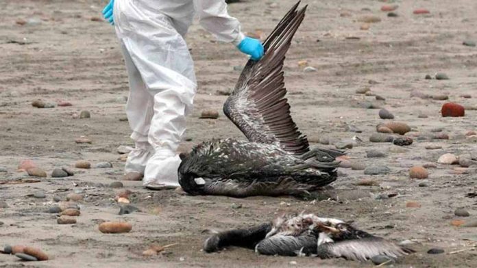 Gripe aviar: 5 claves para prevenir su propagación y proteger tu salud