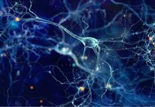 Mayo Clinic revela cambios en las células cerebrales que podrían explicar el síndrome de Tourette Mayo Clinic revela cambios en las células cerebrales que podrían explicar el síndrome de Tourette