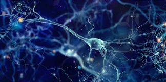 Mayo Clinic revela cambios en las células cerebrales que podrían explicar el síndrome de Tourette