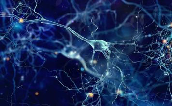 Mayo Clinic revela cambios en las células cerebrales que podrían explicar el síndrome de Tourette Mayo Clinic revela cambios en las células cerebrales que podrían explicar el síndrome de Tourette