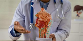 USM impulsa nuevo método para evaluar la biomecánica de la laringe USM biomecánica de la laringe