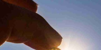 Vitamina D: la aliada silenciosa para la salud ósea, muscular e inmune