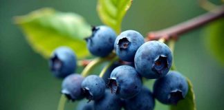 Investigación busca potenciar el valor nutricional del arándano