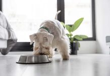 1 de cada 3 perros y 2 de cada 5 gatos sufre sobrepeso en Chile 1 de cada 3 perros y 2 de cada 5 gatos sufre sobrepeso en Chile: expertos alertan sobre errores comunes en su alimentación