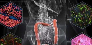 A menudo visto como desecho, las heces pueden proporcionar pistas sobre el papel de la microbiota en el tratamiento del cáncer