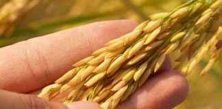 Arsénico en el arroz: Académico UCSC advierte riesgos y entrega claves de consumo seguro