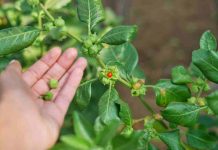 Ashwagandha: la planta viral y “milagrosa” podría tener efectos no deseados en la salud