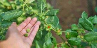 Ashwagandha: la planta viral y “milagrosa” podría tener efectos no deseados en la salud
