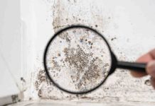 Científicos advierten sobre hongo letal y resistente:  ¿un escenario digno de “The Last of Us”?