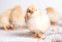 Día mundial del pollo: ¿Cómo evitar la muerte de millones de pollitos machos? Día mundial del pollo ¿Cómo evitar la muerte de millones de pollitos machos