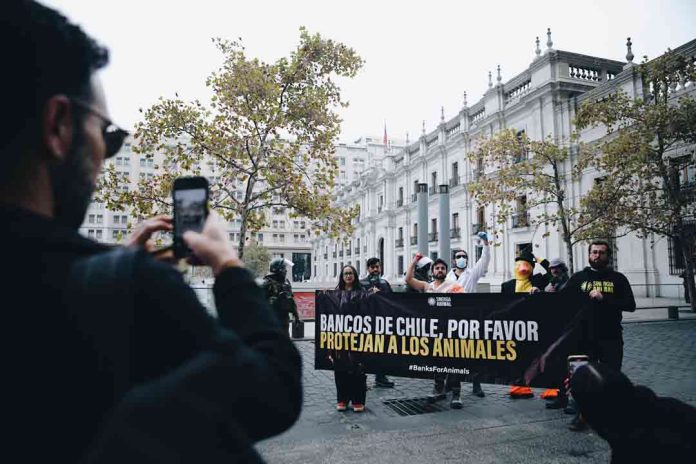 Chile reprueba en bienestar animal financiero: nuevo informe de ONG revela grave omisión Chile reprueba en bienestar animal financiero: nuevo informe de ONG revela grave omisión