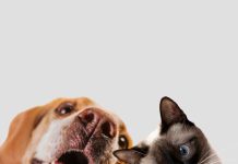 Bajas temperaturas: enfatizan en la importancia de desparasitar a los animales durante esta época del año Bajas temperaturas: enfatizan en la importancia de desparasitar a los animales durante esta época del año