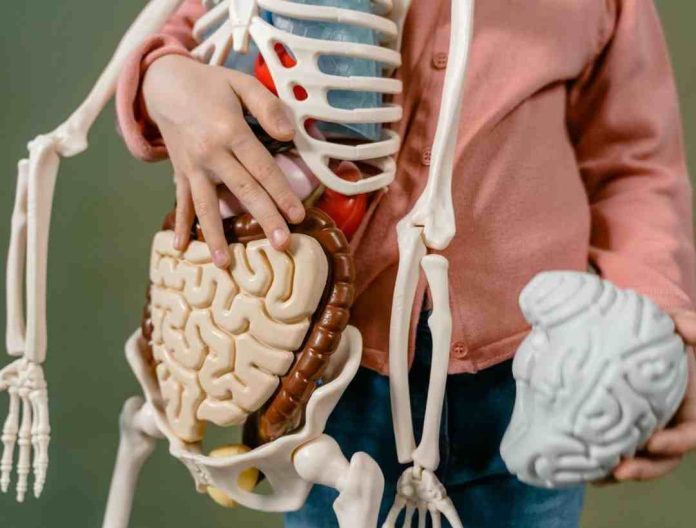 _Cáncer de estómago una amenaza silenciosa que se puede prevenir Cáncer de estómago: una amenaza silenciosa que se puede prevenir