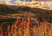 Investigación demuestra que los ingredientes de la quinoa (re)programarían el sistema inmunológico