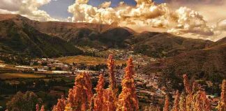 Investigación demuestra que los ingredientes de la quinoa (re)programarían el sistema inmunológico