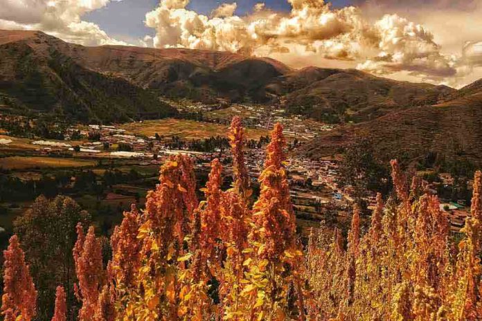 Investigación demuestra que los ingredientes de la quinoa (re)programarían el sistema inmunológico