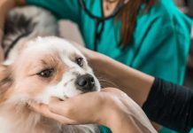 MINSAL modifica norma para que Médicos Veterinarios prescriban psicotrópicos