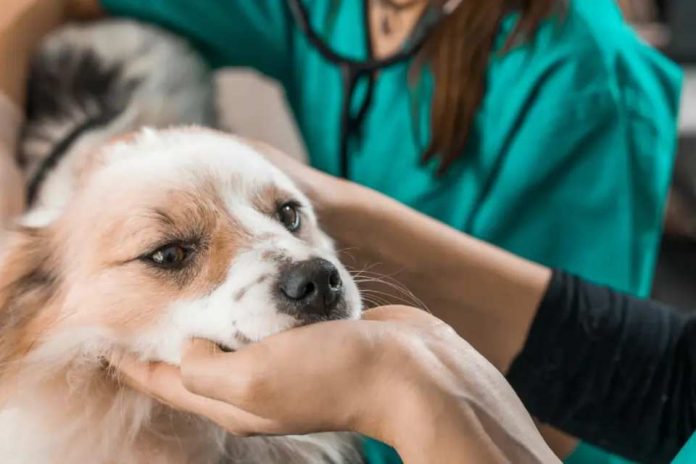 MINSAL modifica norma para que Médicos Veterinarios prescriban psicotrópicos