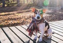 Mascotas y el Frío: Mitos y Verdades de la desparasitación Mascotas y el Frío: Mitos y Verdades de la desparasitación