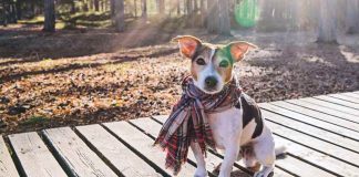 Mascotas y el Frío: Mitos y Verdades de la desparasitación