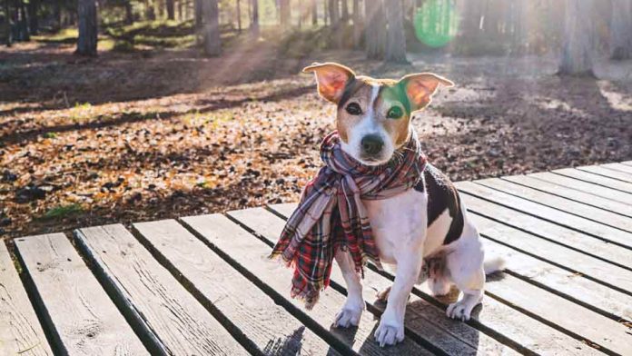 Mascotas y el Frío: Mitos y Verdades de la desparasitación Mascotas y el Frío: Mitos y Verdades de la desparasitación