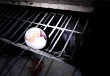 Contrabando de huevos: advierten riesgos sanitarios por aumento de ingreso ilegal desde Bolivia Contrabando de huevos: advierten riesgos sanitarios por aumento de ingreso ilegal desde Bolivia