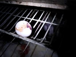 Contrabando de huevos: advierten riesgos sanitarios por aumento de ingreso ilegal desde Bolivia Contrabando de huevos: advierten riesgos sanitarios por aumento de ingreso ilegal desde Bolivia