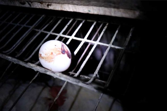 Contrabando de huevos advierten riesgos sanitarios por aumento de ingreso ilegal desde Bolivia Contrabando de huevos: advierten riesgos sanitarios por aumento de ingreso ilegal desde Bolivia