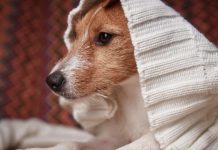 Mascotas y ola polar: cómo protegerlas del frío extremo este invierno Mascotas y ola polar: cómo protegerlas del frío extremo este invierno