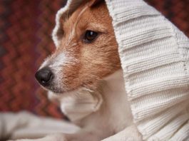 Mascotas y ola polar: cómo protegerlas del frío extremo este invierno Mascotas y ola polar: cómo protegerlas del frío extremo este invierno